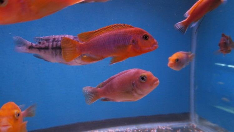 Lodotropheus sprengerae ( rusty cichlid ), Vis