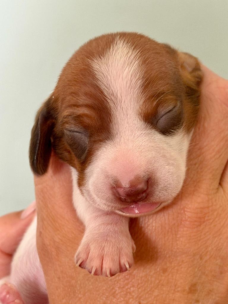 Unieke Piebald dwerg teckel  pups, Dieren en Toebehoren, 8 tot 15 weken, Korthaar, Teef, Dwerg