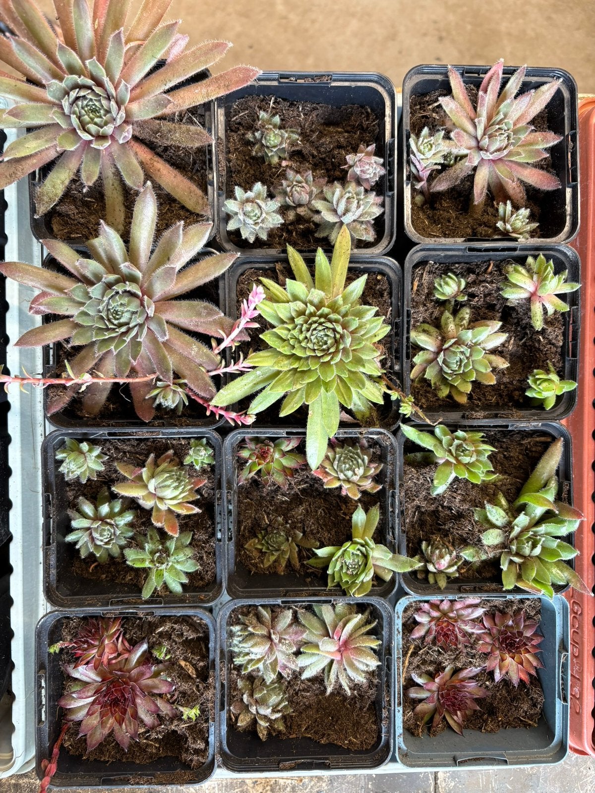 Vetplantjes te koop, Ophalen of Verzenden, Overige soorten, Volle zon