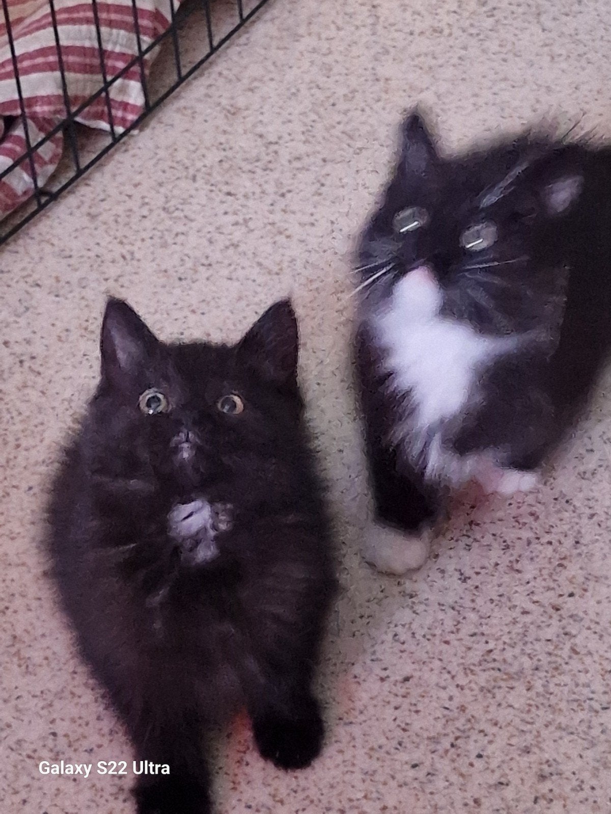 Siberishe poezen kittens, Poes, Ontwormd, 0 tot 2 jaar
