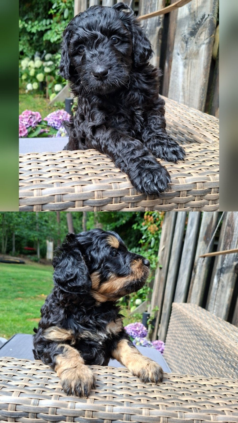 Labradoodle pups., 8 tot 15 weken, Meerdere, Meerdere dieren, Nederland