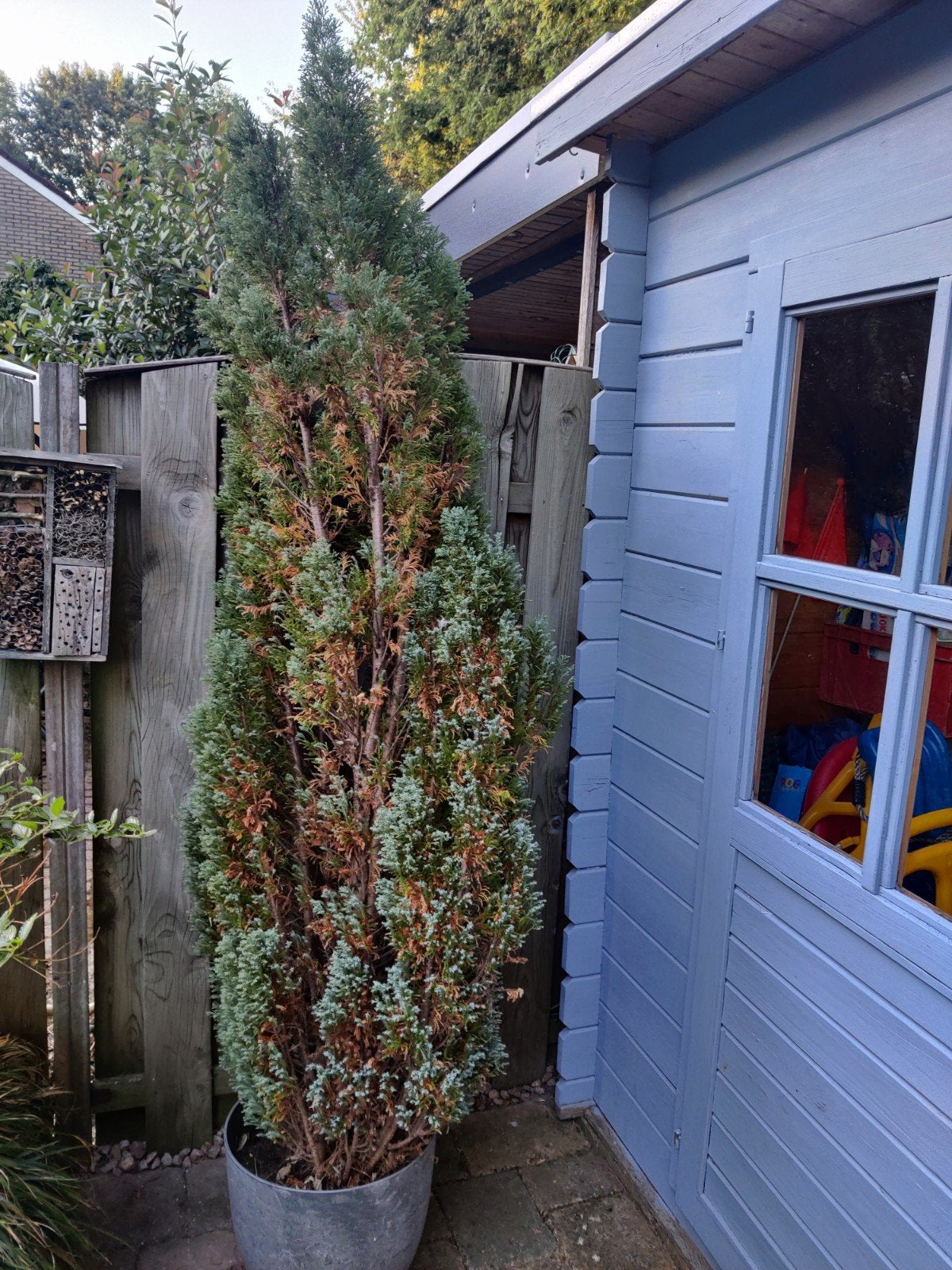 Coniferen GRATIS, Tuin en Terras, Volle zon, Vaste plant, Bloeit niet, Ophalen