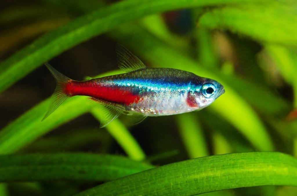 Neon tetra - AANBIEDING, Vis, Zoetwatervis, Schoolvis