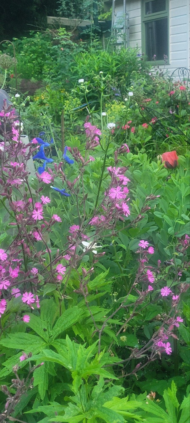 Planten in potje ( nog veel soorten), Ophalen, Overige soorten, Volle zon