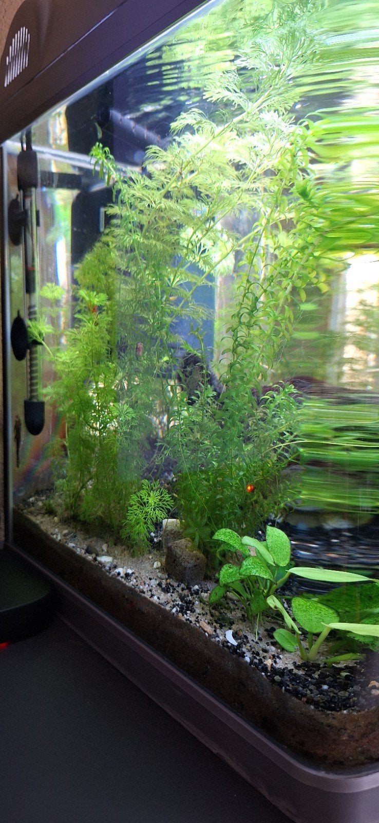 superfish 60 liter, Ophalen, Gevuld zoetwateraquarium