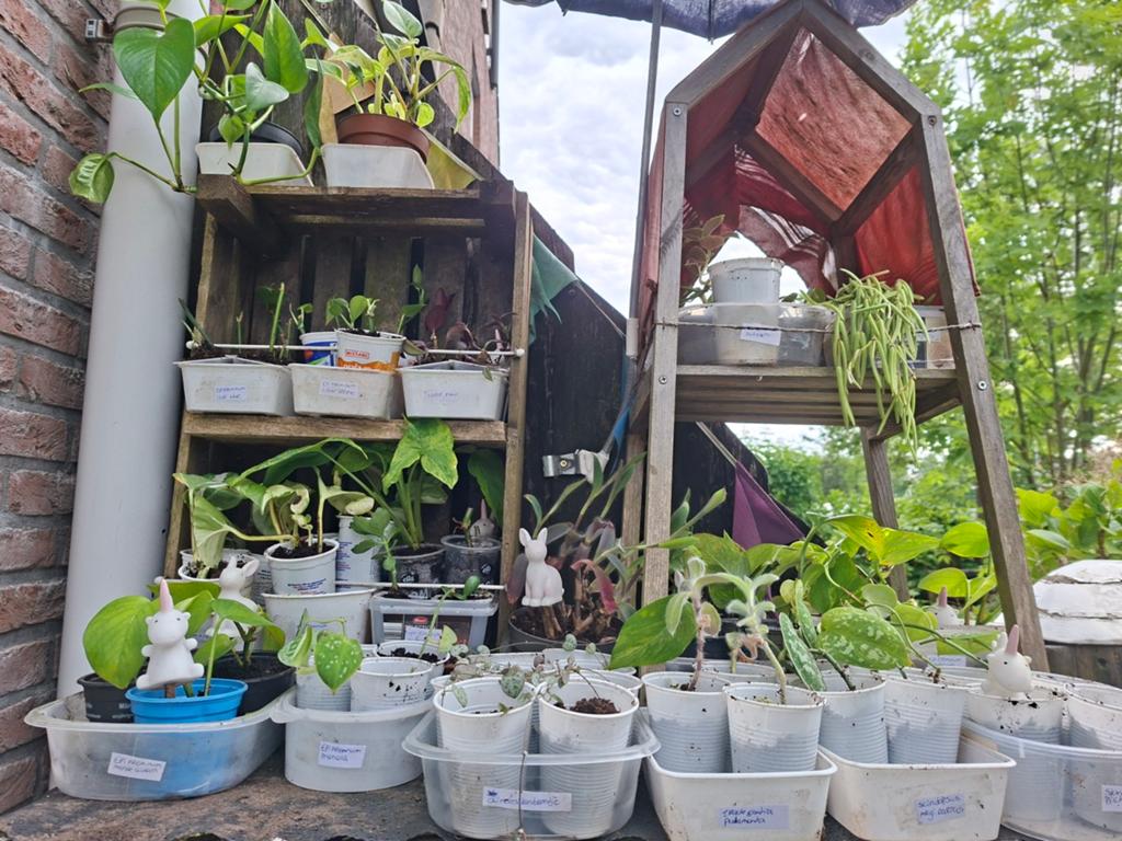Gratis planten/ stekjes ruilen, Huis en Inrichting, Kamerplanten, Ophalen, Overige soorten, Halfschaduw, Minder dan 100 cm