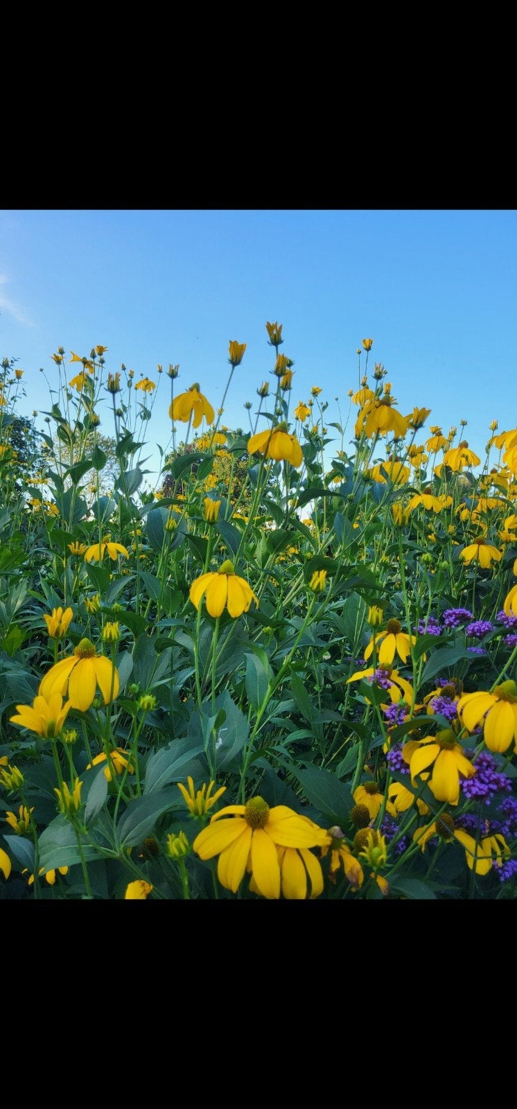 24x rudbeckia nitida vaste zonnebloem, Tuin en Terras, Planten | Tuinplanten, Ophalen, Volle zon