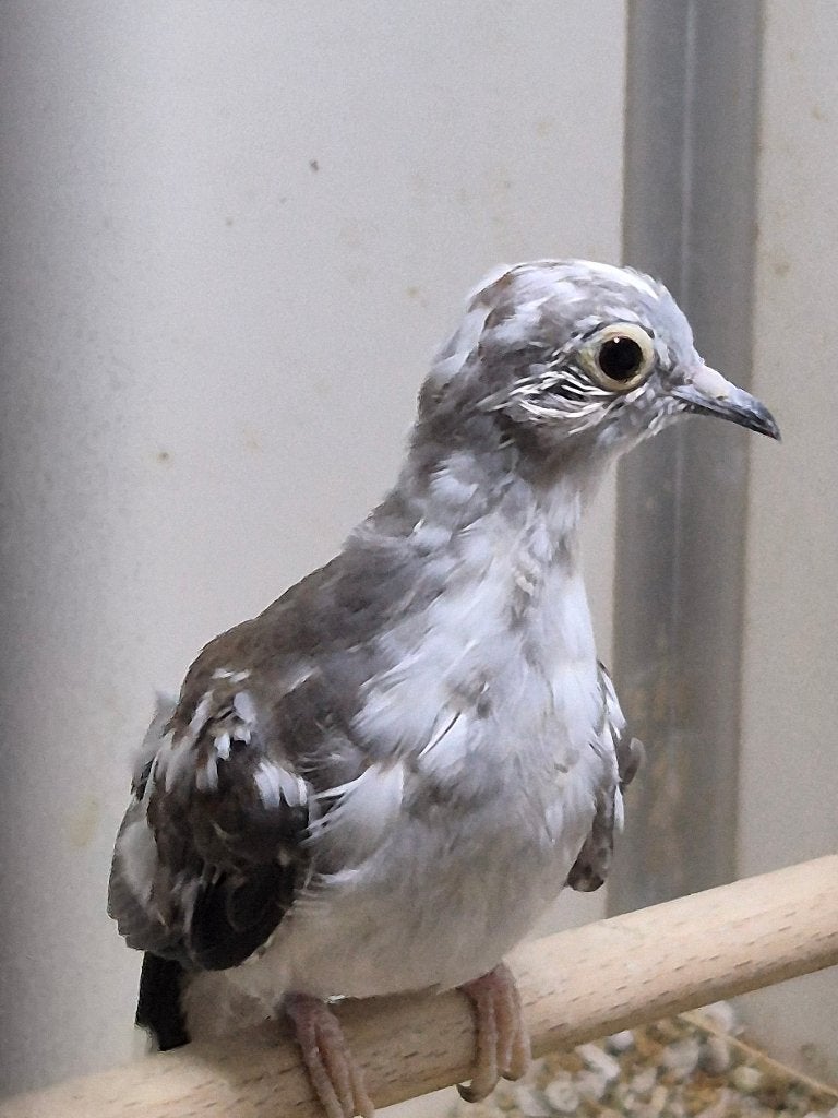 Diamantduif bont, Dieren en Toebehoren, Geslacht onbekend, Tropenvogel, Geringd