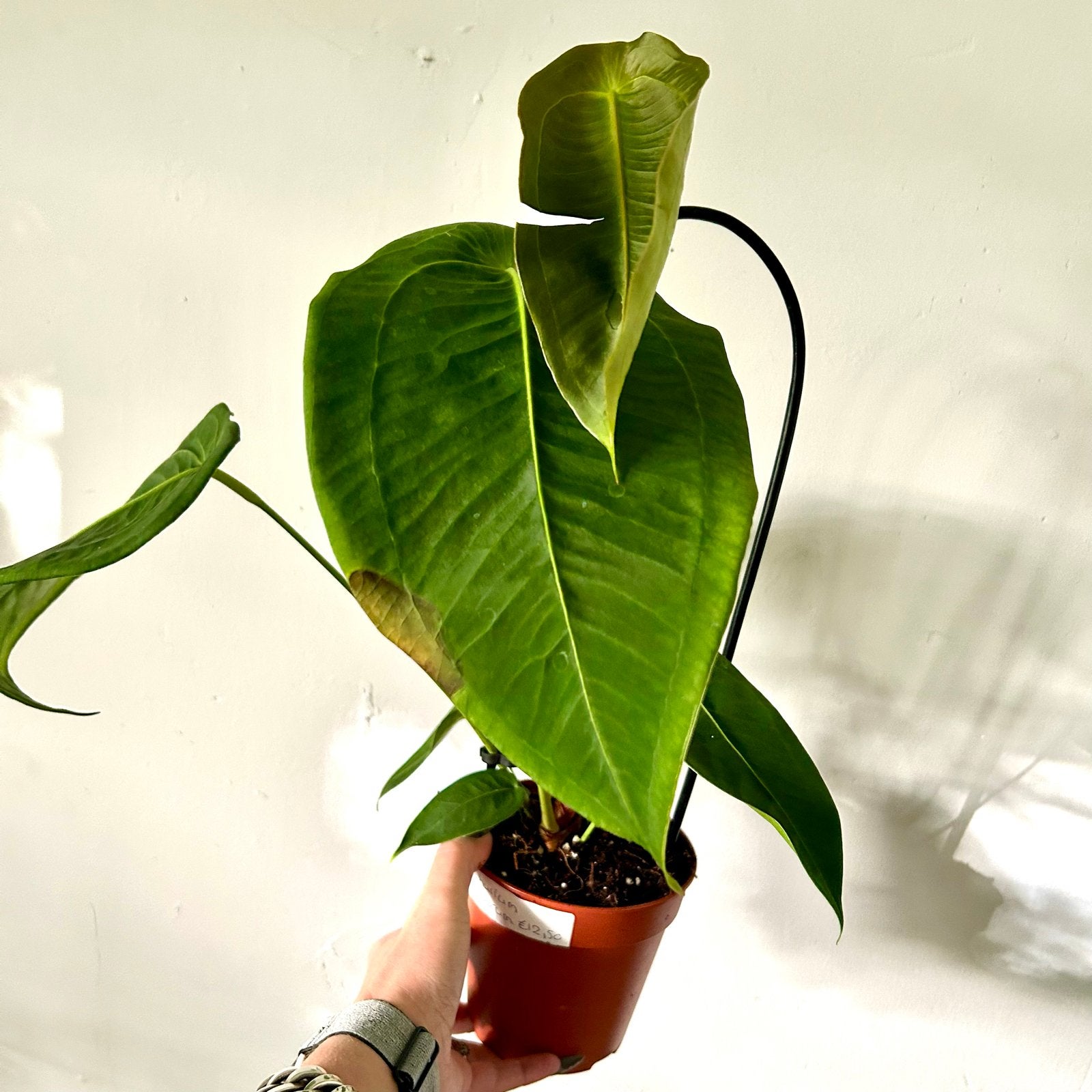 Anthurium peltigerum - Unieke kamerplant, Ophalen, Halfschaduw, Minder dan 100 cm
