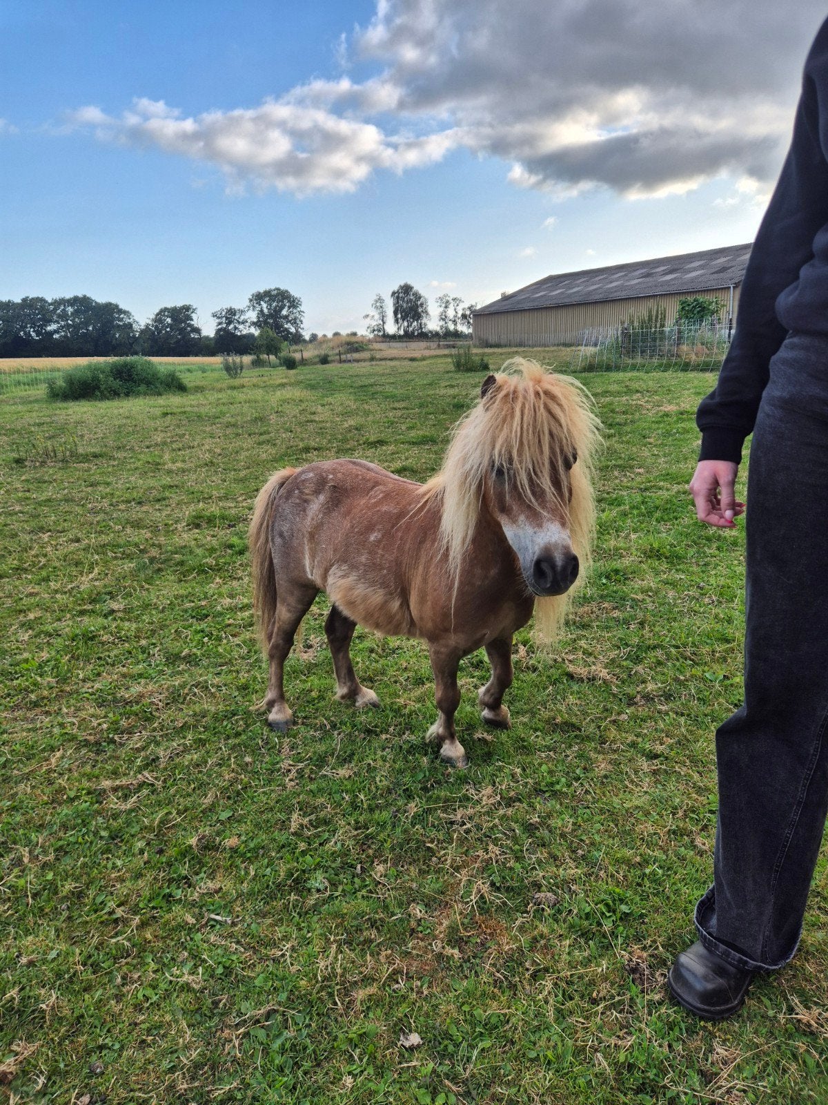 2 super lieve kinderponys, mogen samen of apart weg., Ruin, Niet van toepassing, A pony (tot 1.17m), 7 tot 10 jaar