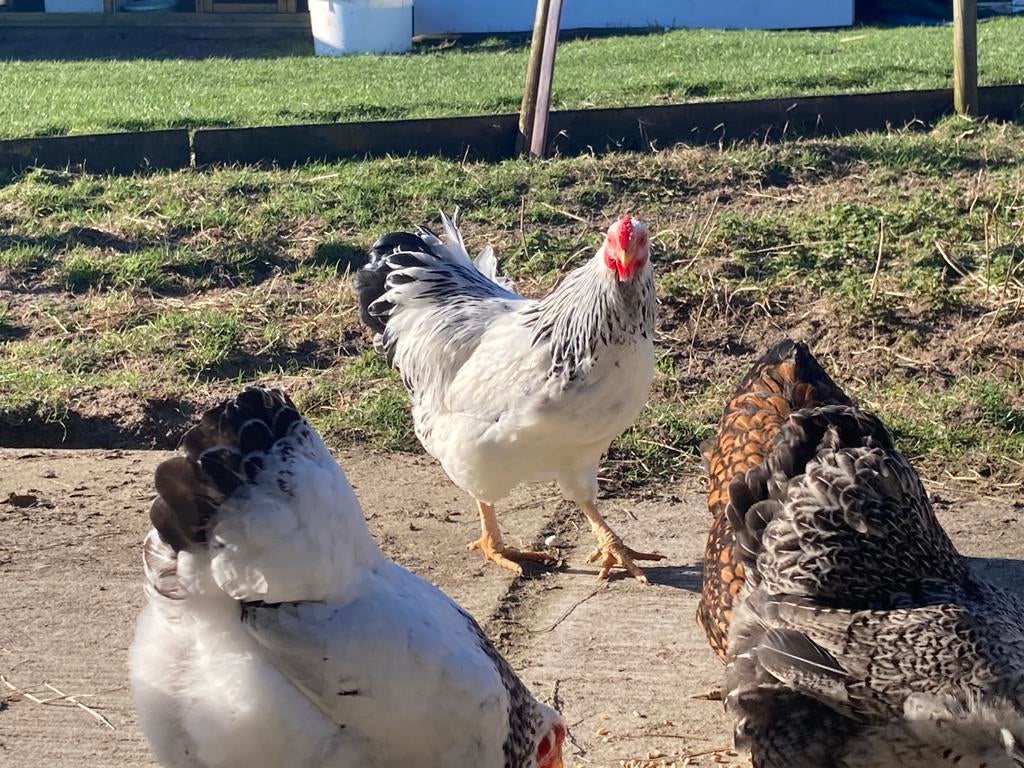 Jonge wyandotte haan wit zwartcolumbia, Dieren en Toebehoren, Mannelijk, Kip