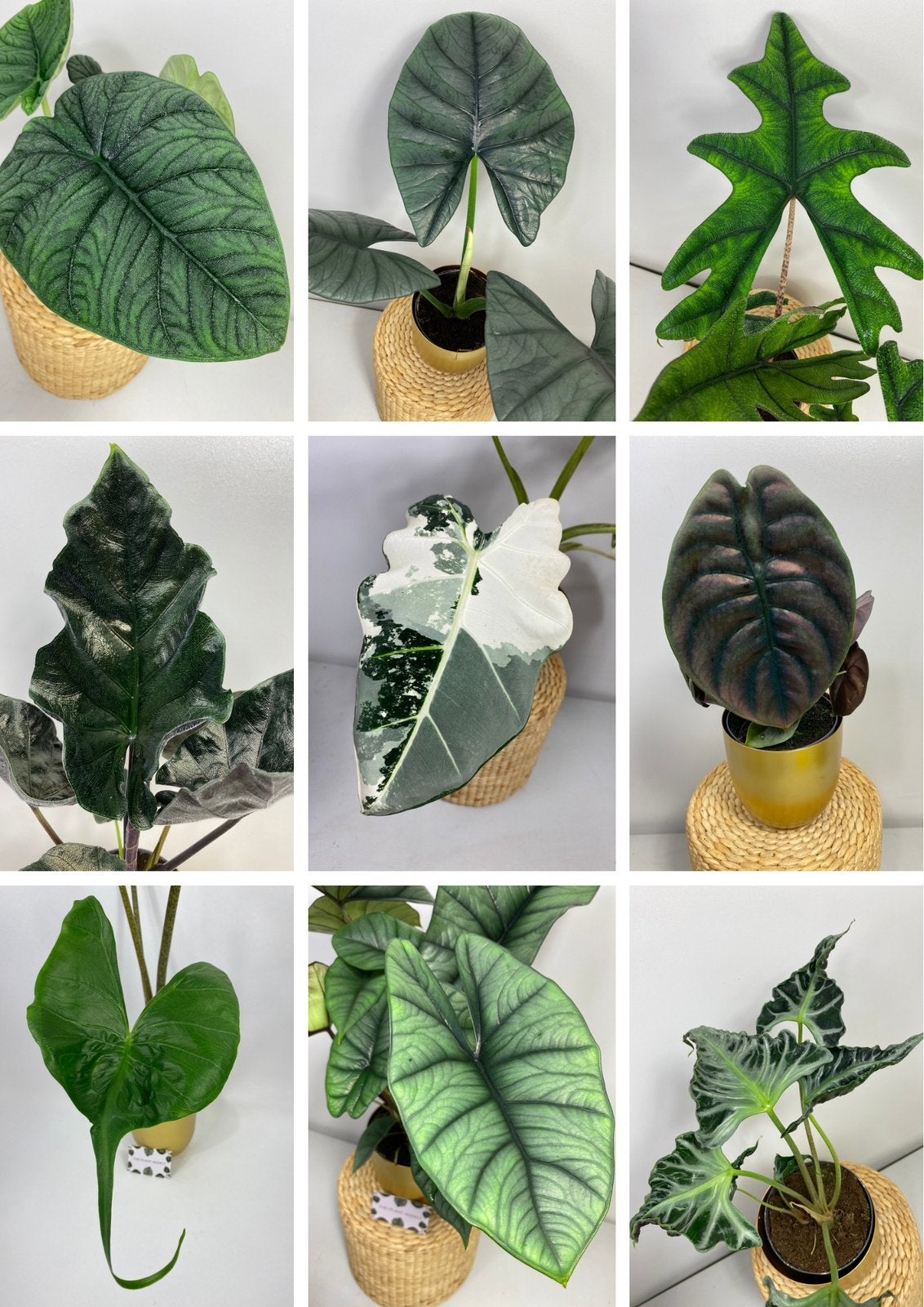Alocasia Knollen - Veel Soorten - 5 stuks voor €16,50!!!, Huis en Inrichting, Kamerplanten, Ophalen of Verzenden, Halfschaduw