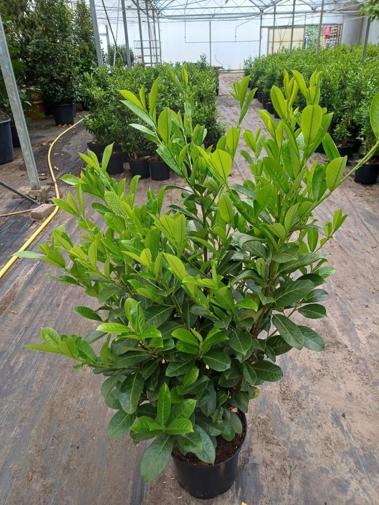 Laurier, Ophalen, Laurier, Haag, 100 tot 250 cm