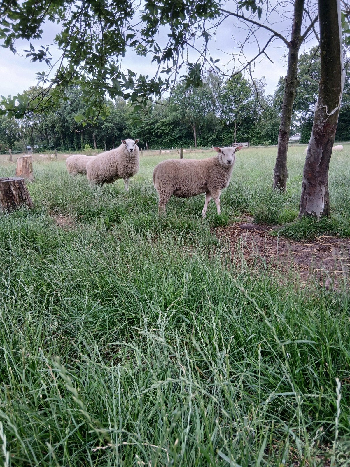 Stamboek noordhollander dekrammen, Mannelijk, Schaap