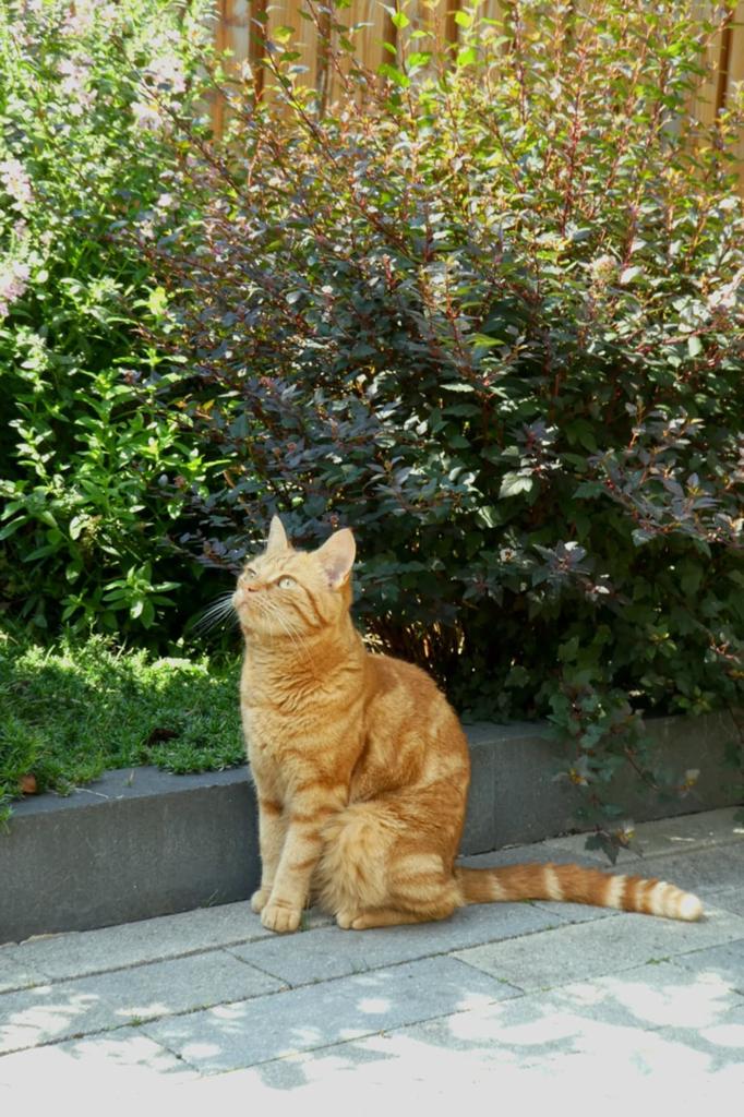 Gezocht: nieuw huis/baasje voor onze poes Bo, Dieren en Toebehoren, Katten en Kittens | Overige Katten, Poes, Kortharig, 3 tot 5 jaar