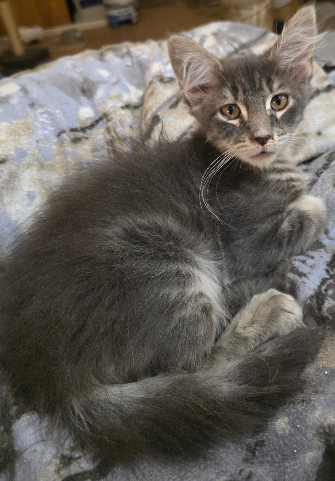 1 heel mooi Maine Coon poesje, Dieren en Toebehoren, Meerdere dieren, Gechipt, 0 tot 2 jaar