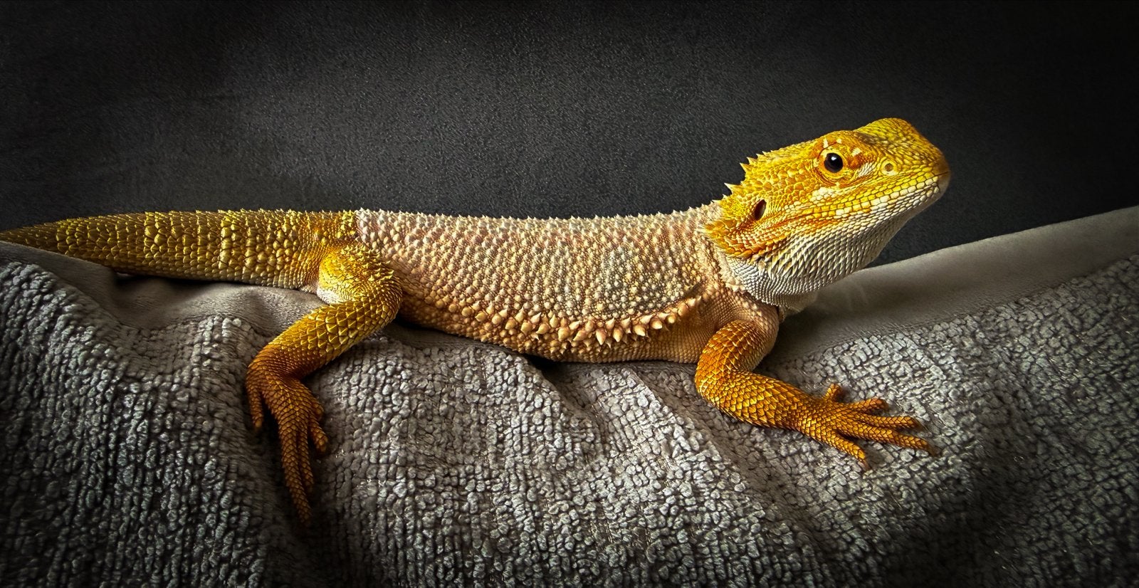 Baardagaam met terarium te koop Bearded Dragon photo 10