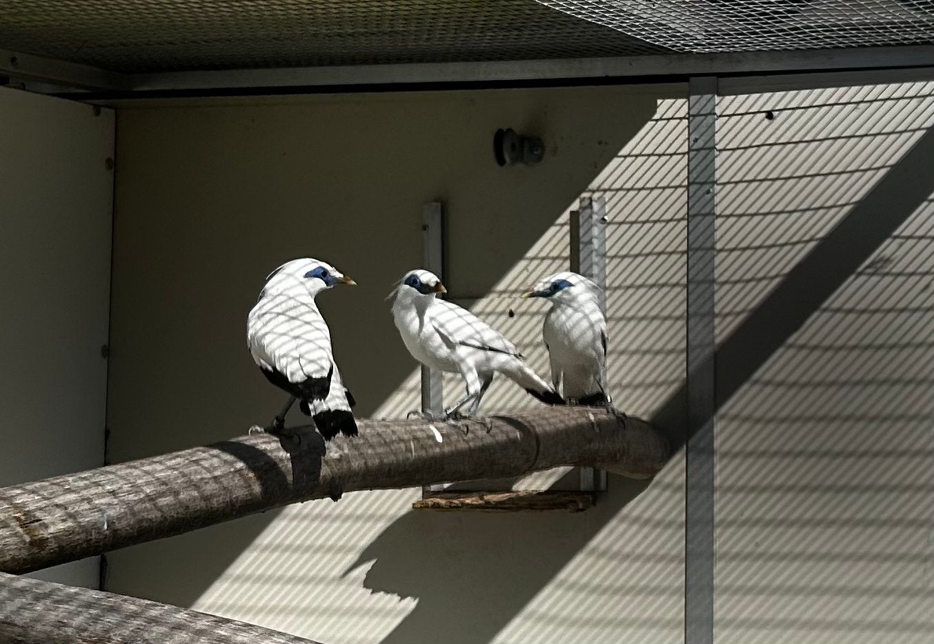 Bali spreeuw koppel 2018, Dieren en Toebehoren, Meerdere dieren, Geringd