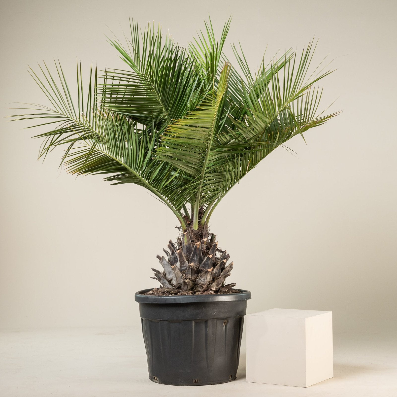 24 Chileense wijnpalm zaden (kleine kokosnoten) Winterhard, Tuin en Terras, Ophalen of Verzenden, Volle zon