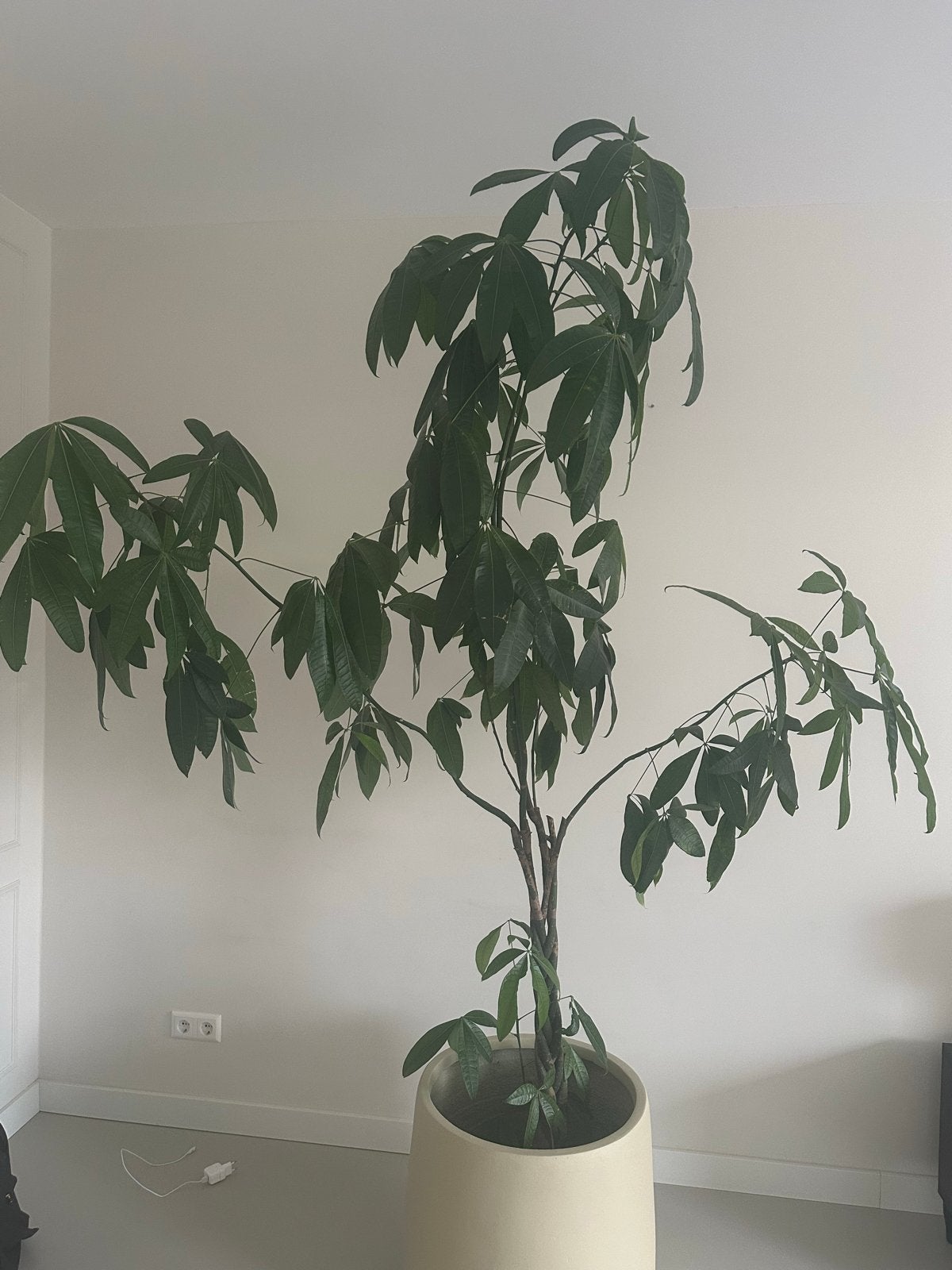 Grote Pachira Aquatica (Geldboom) in pot, Ophalen, Overige soorten, Halfschaduw, 150 tot 200 cm
