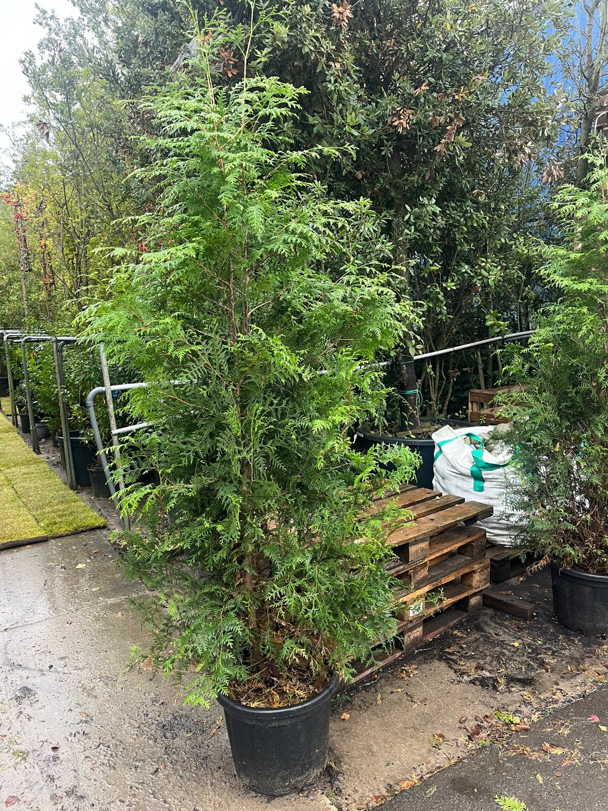 Grote Conifeer 180cm - voor haag of solitair