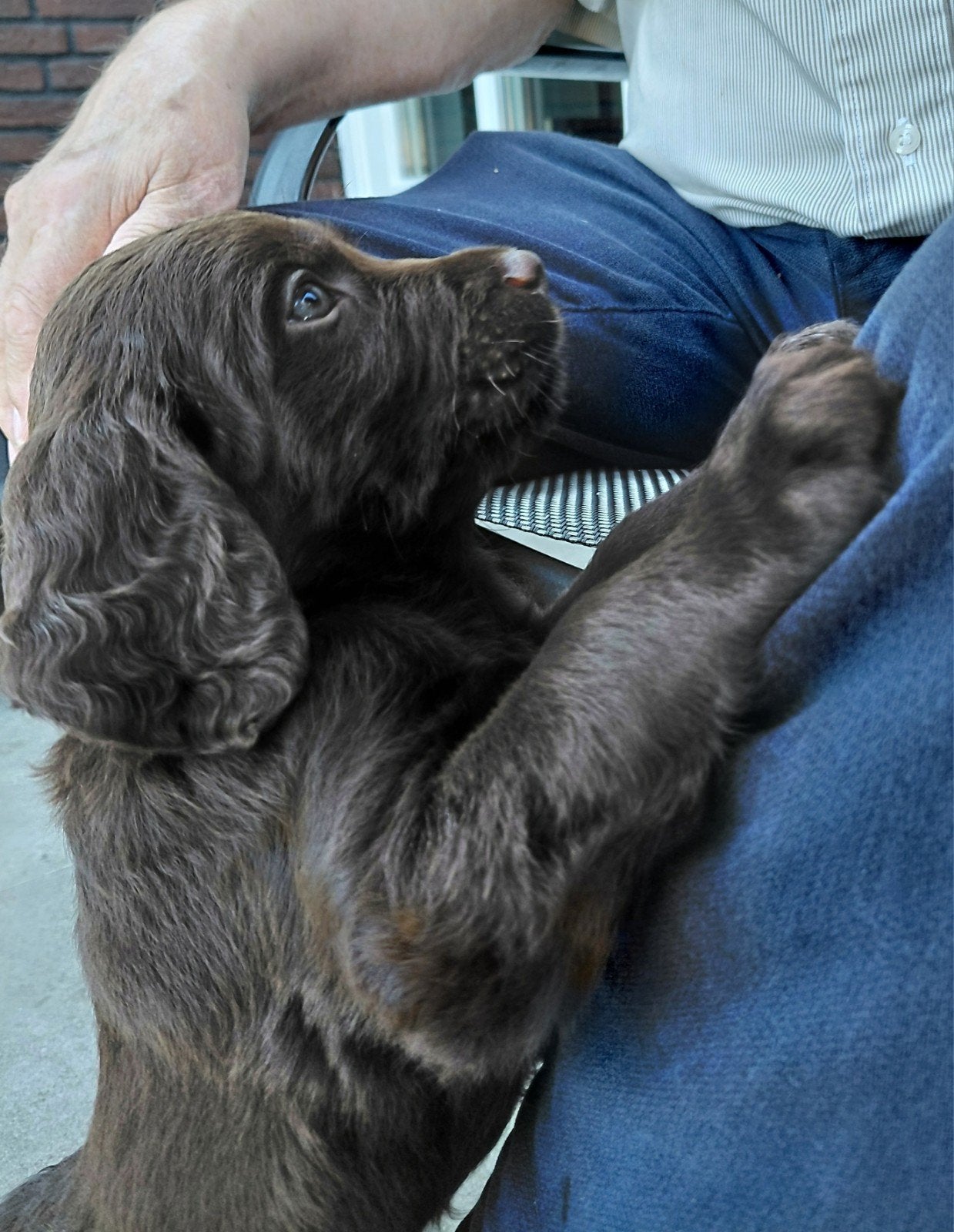 Duitse staande langhaar pup, Dieren en Toebehoren, Honden | Dekreuen, Meerdere dieren, Fokker | Hobbymatig, Meerdere, Nederland