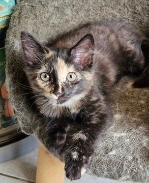 Laatste Noorse Boskat kitten (poesje) zoekt verzorgers, Poes, Ontwormd, 0 tot 2 jaar