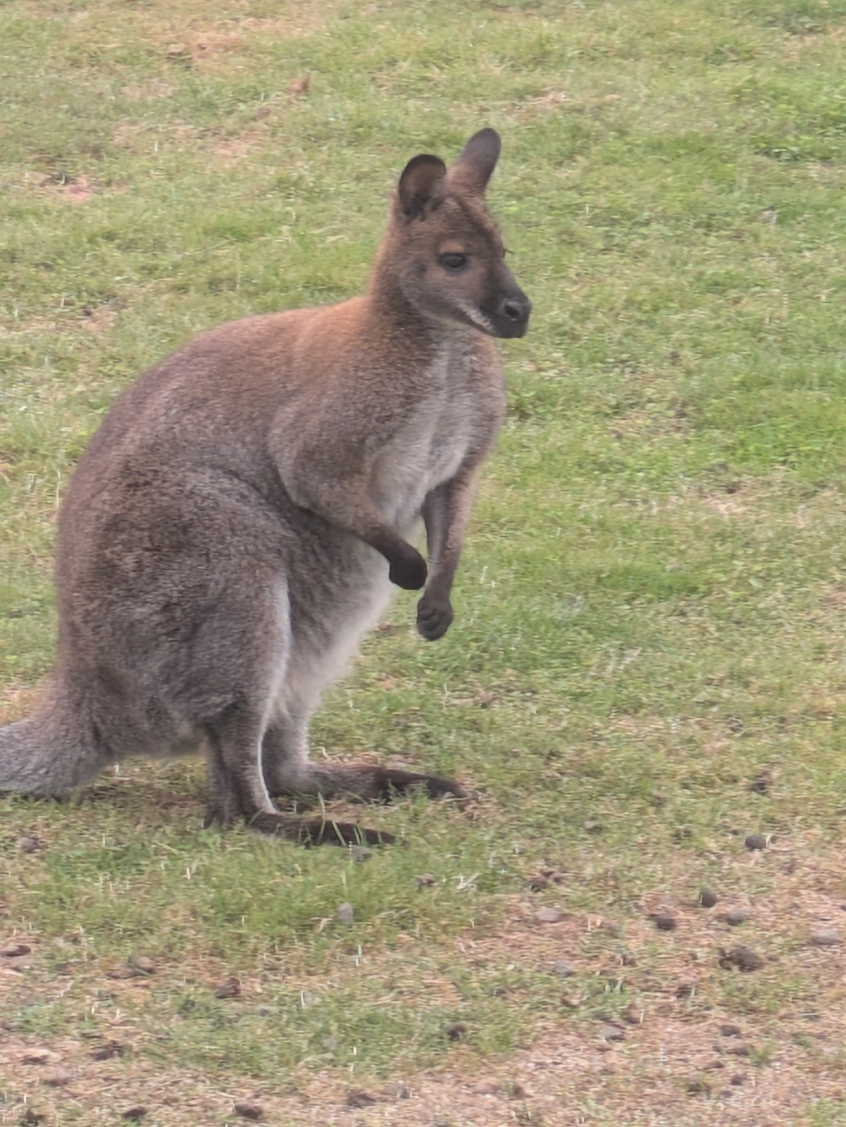 wallaby mannetje, Januari, Mannelijk