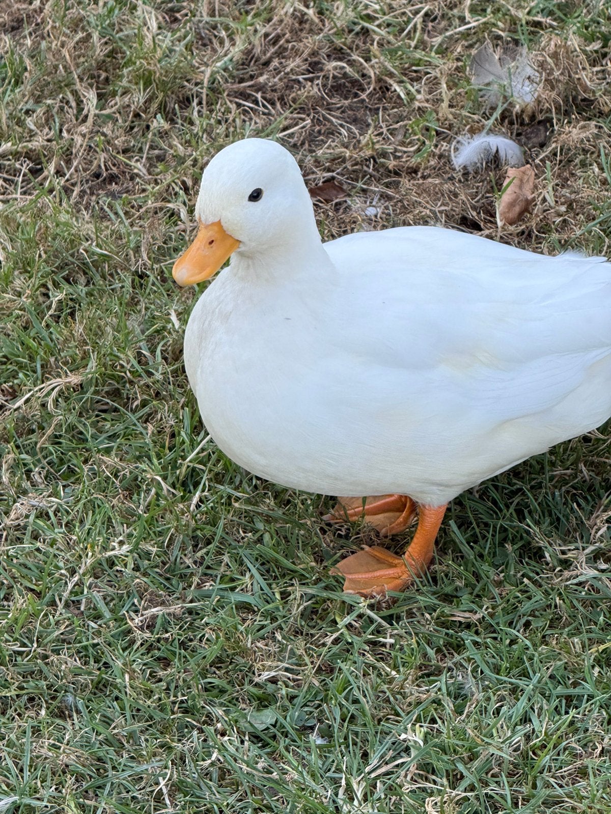 span kwakertjes van dit jaar, Meerdere dieren, Eend