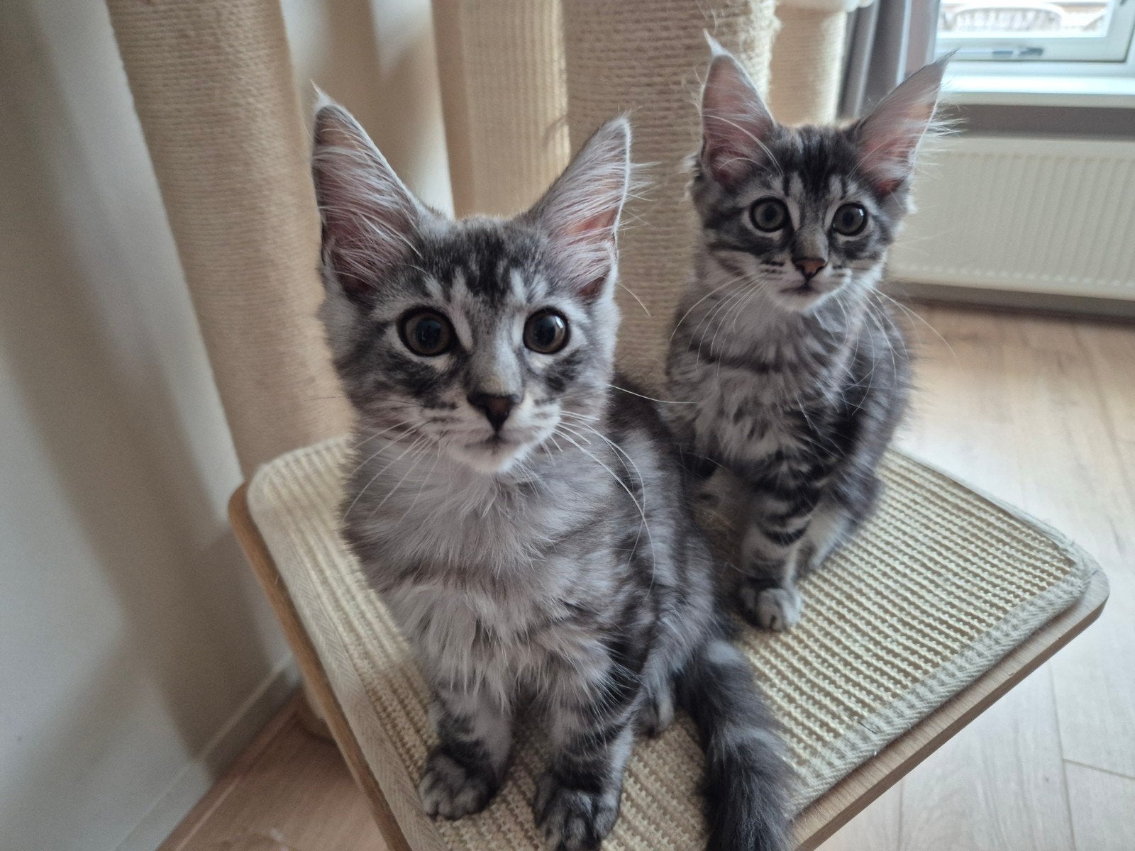 Maine coon kitten Jim, Dieren en Toebehoren, Kater, Gechipt, 0 tot 2 jaar