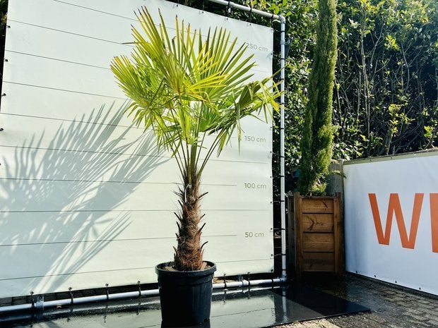 Palmboom | Trachycarpus Fortunei | stamhoogte 80-100 cm, Tuin en Terras, Ophalen of Verzenden, 250 tot 400 cm, Zomer, Palmboom