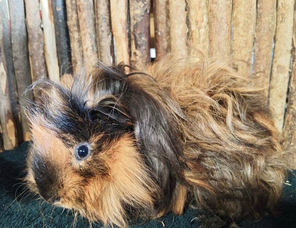 Lunkarya cavia beertje, Dieren en Toebehoren, Knaagdieren, Cavia, Februari, Mannelijk, Tam