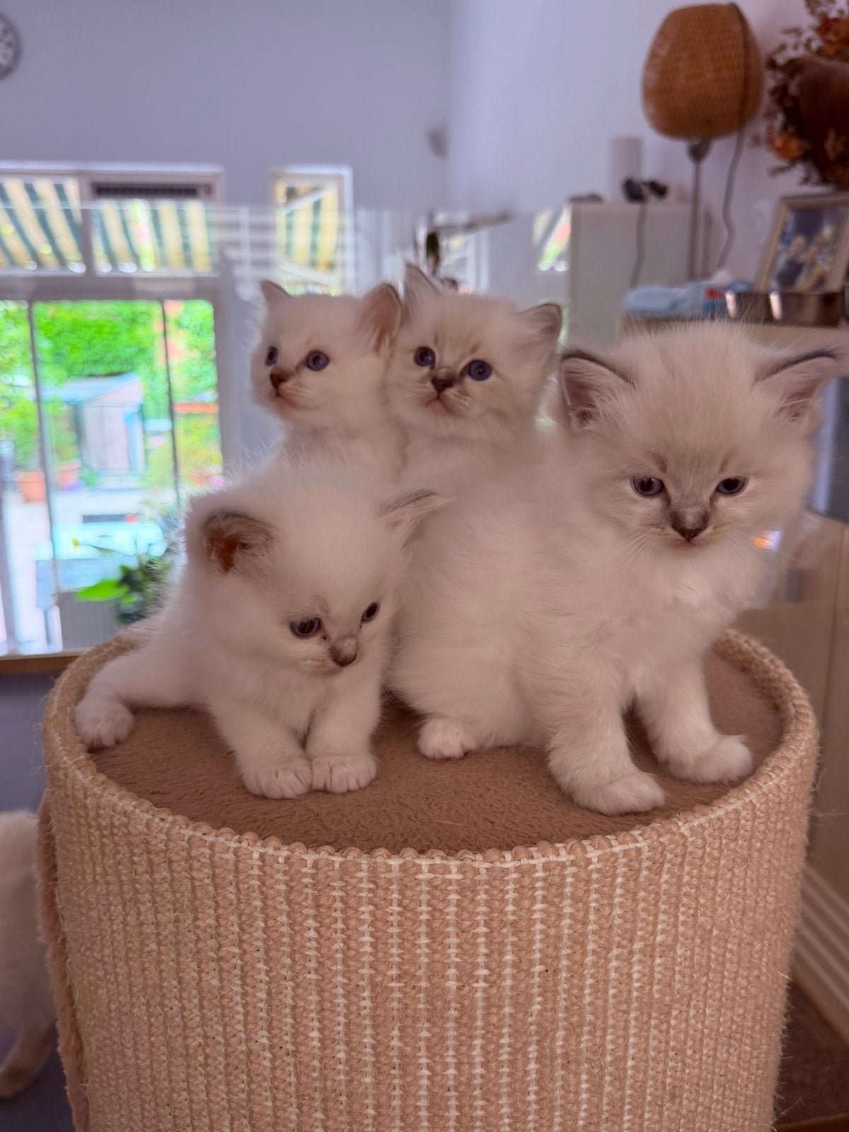 Ragdoll kittens, Meerdere dieren, Ontwormd, 0 tot 2 jaar