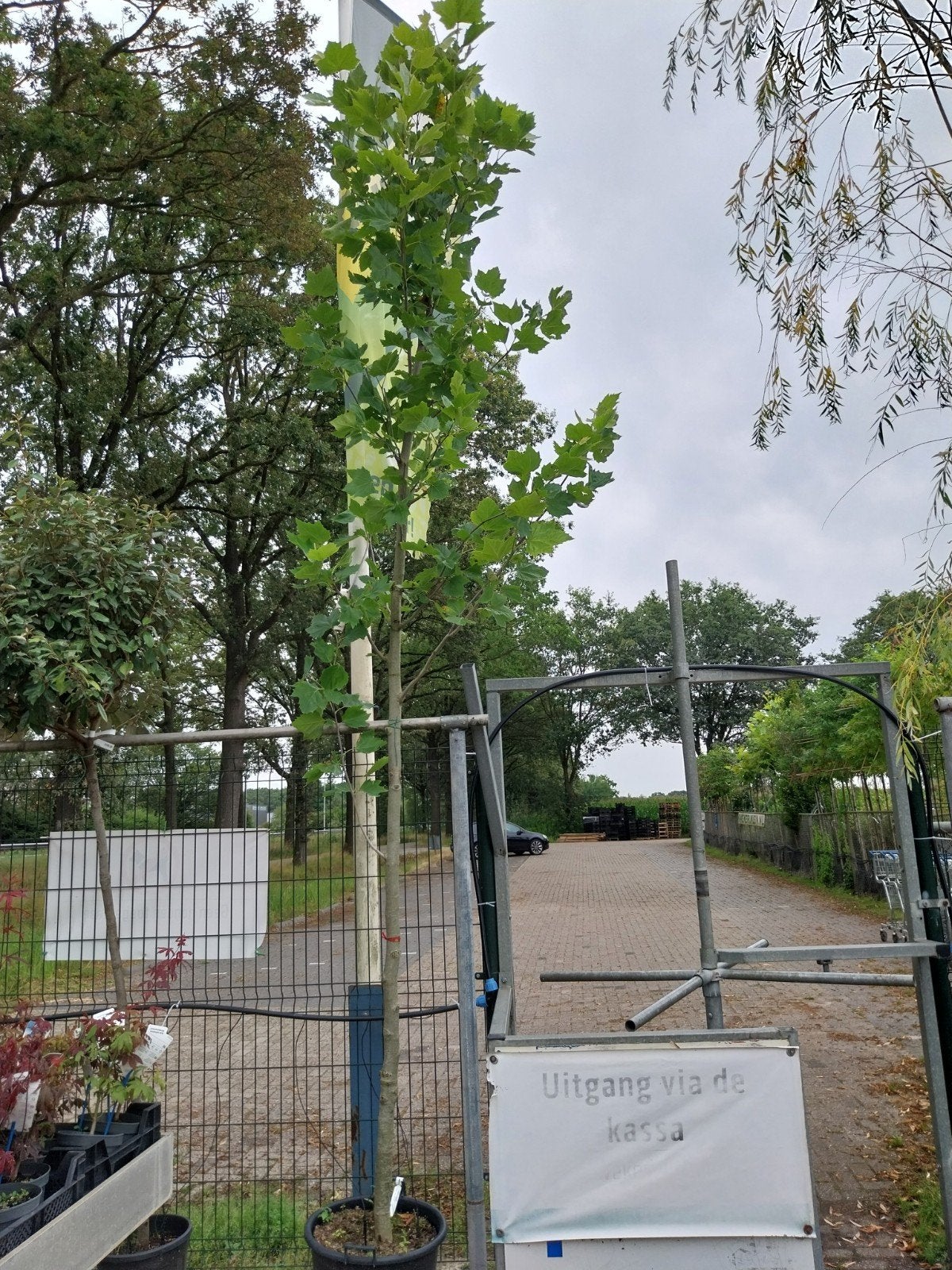 Platanus Hispanica - plataan in pot, Bloeit niet, Dakboom, 250 tot 400 cm, Ophalen