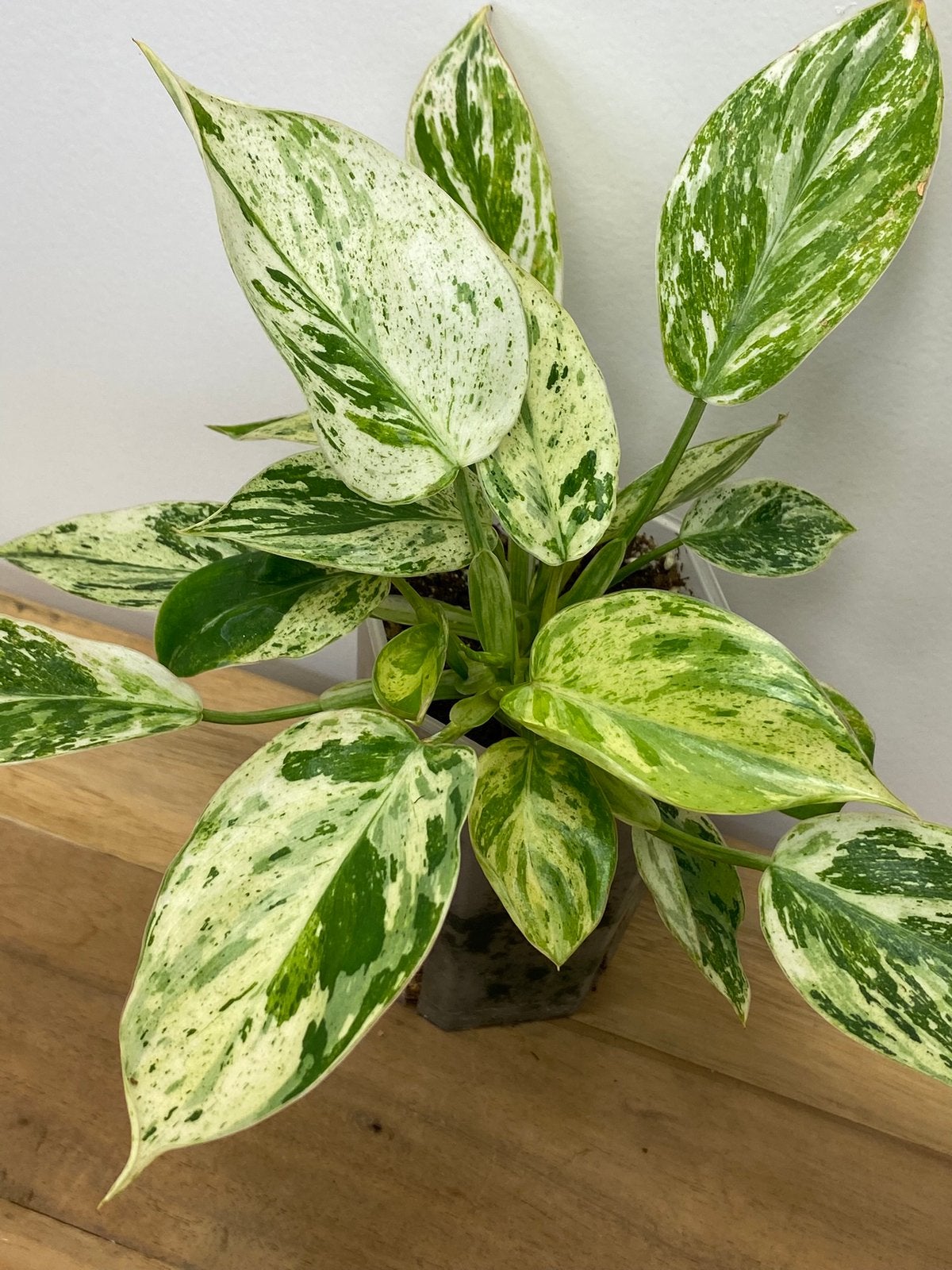 Philodendron Emerald Ice, Ophalen of Verzenden, Halfschaduw, Minder dan 100 cm