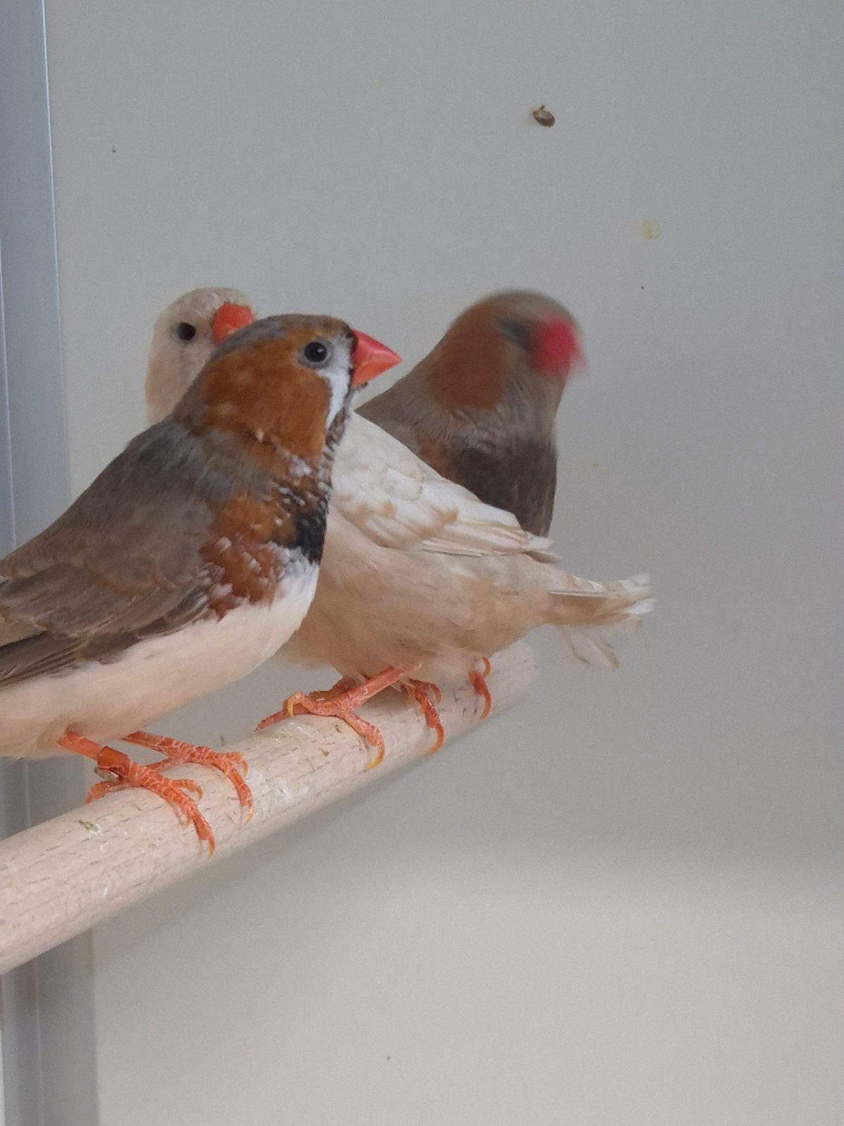 6-6 Zebravinken mutaties, Meerdere dieren, Tropenvogel, Geringd