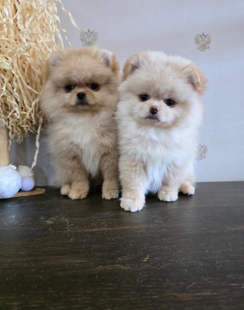 Teddy bear pomeranian boo pomeriaan bearface mini pup, Dieren en Toebehoren, Honden | Chihuahua's en Gezelschapshonden, Nederland