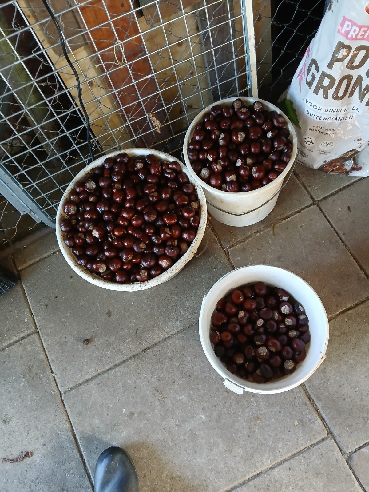 tk wilde kastanjes 1 euro per kilo, Ophalen of Verzenden