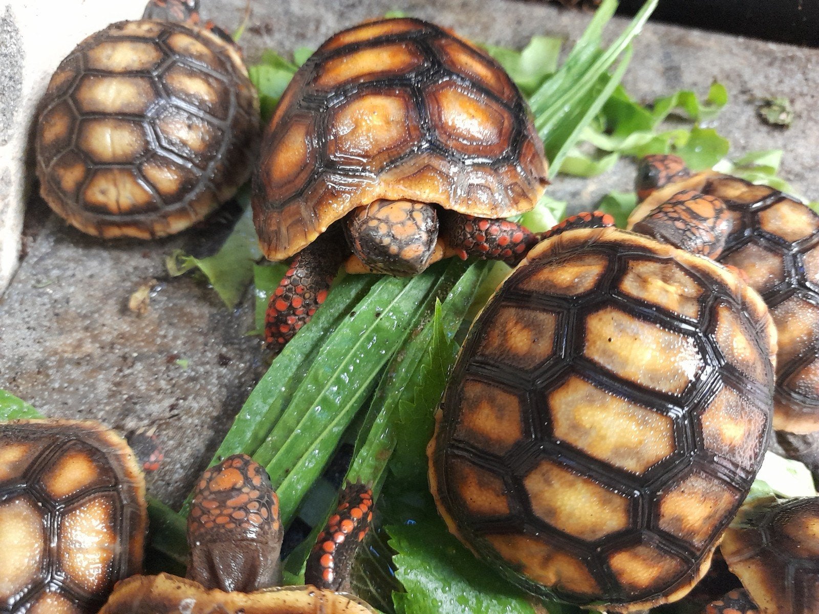 kolenbranderschildpadden Tortoise photo 4