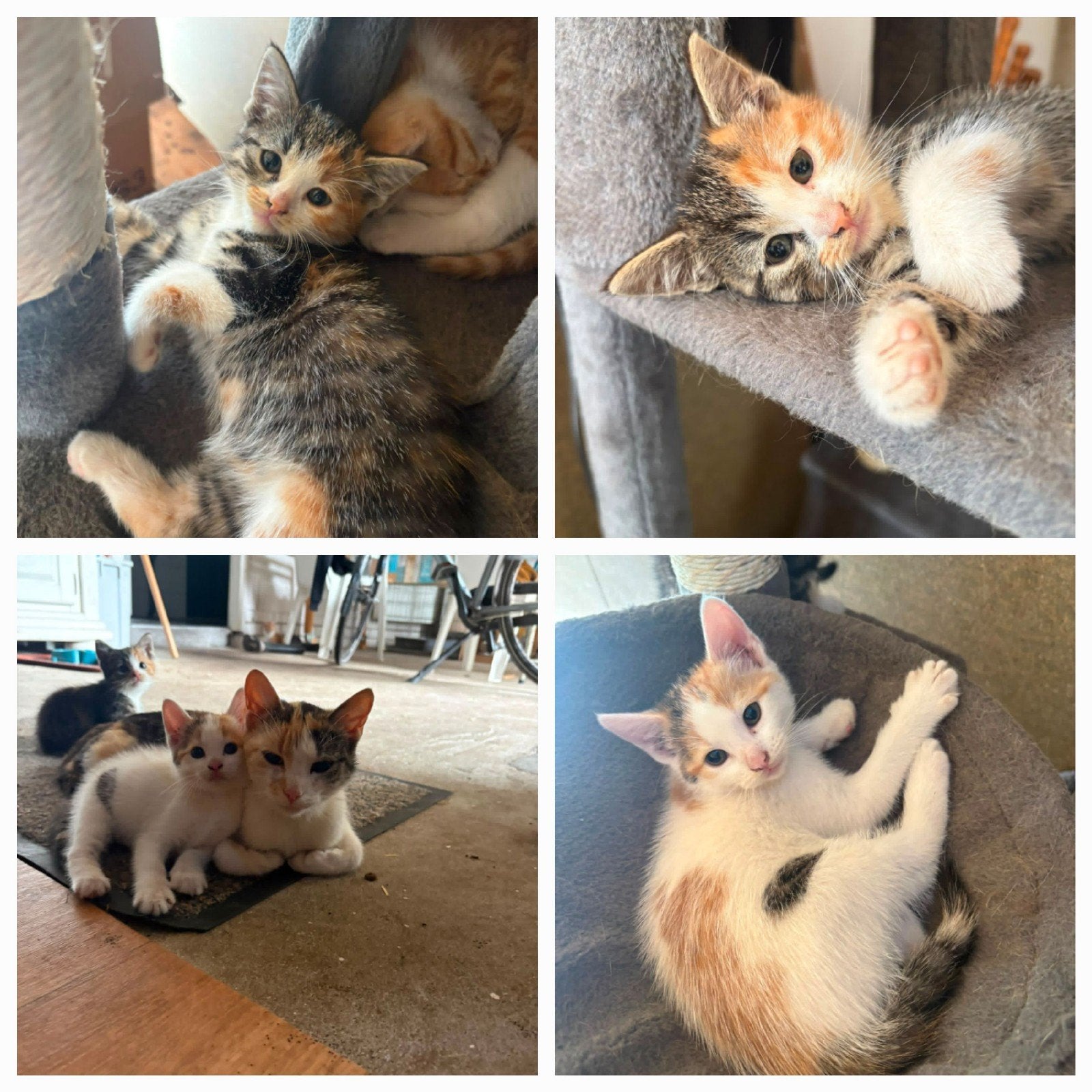 2 lieve kittens ( poesjes), Poes