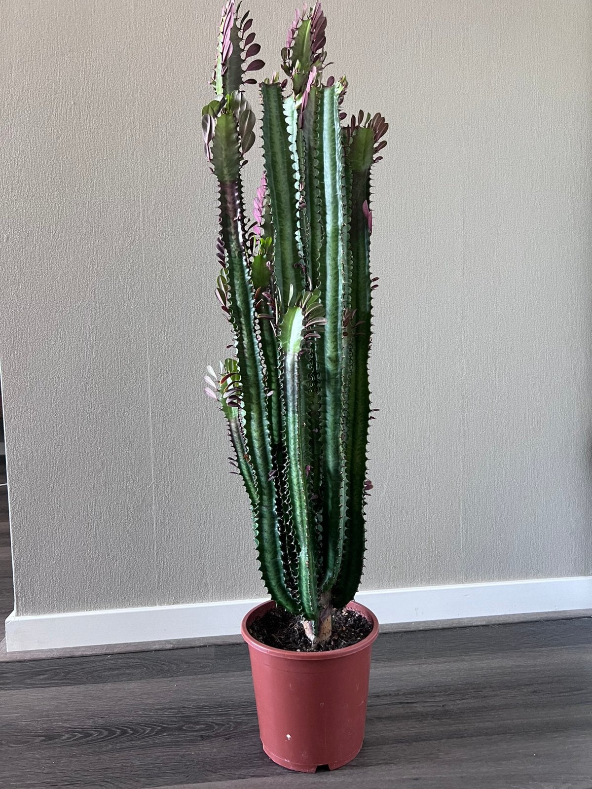 Cactus, Ophalen, Cactus, Halfschaduw, Minder dan 100 cm
