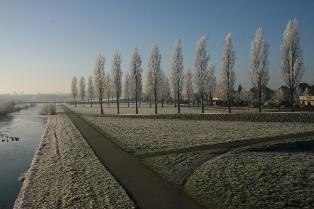 Italiaanse populier / Populus nigra italica, Tuin en Terras, Planten | Bomen, Volle zon, Lente, 250 tot 400 cm, Overige soorten