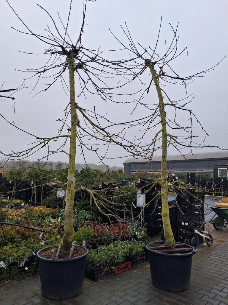 Oude laagstam karakteristieke prunus a Kordia Kersenboom, Tuin en Terras, Planten | Fruitbomen, Lente, Kersenboom, In pot, Ophalen of Verzenden