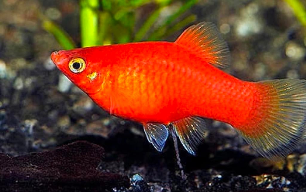 Platies (Platy) te koop Rood en Rood/oranje mix  v.a. €1,-, Vis