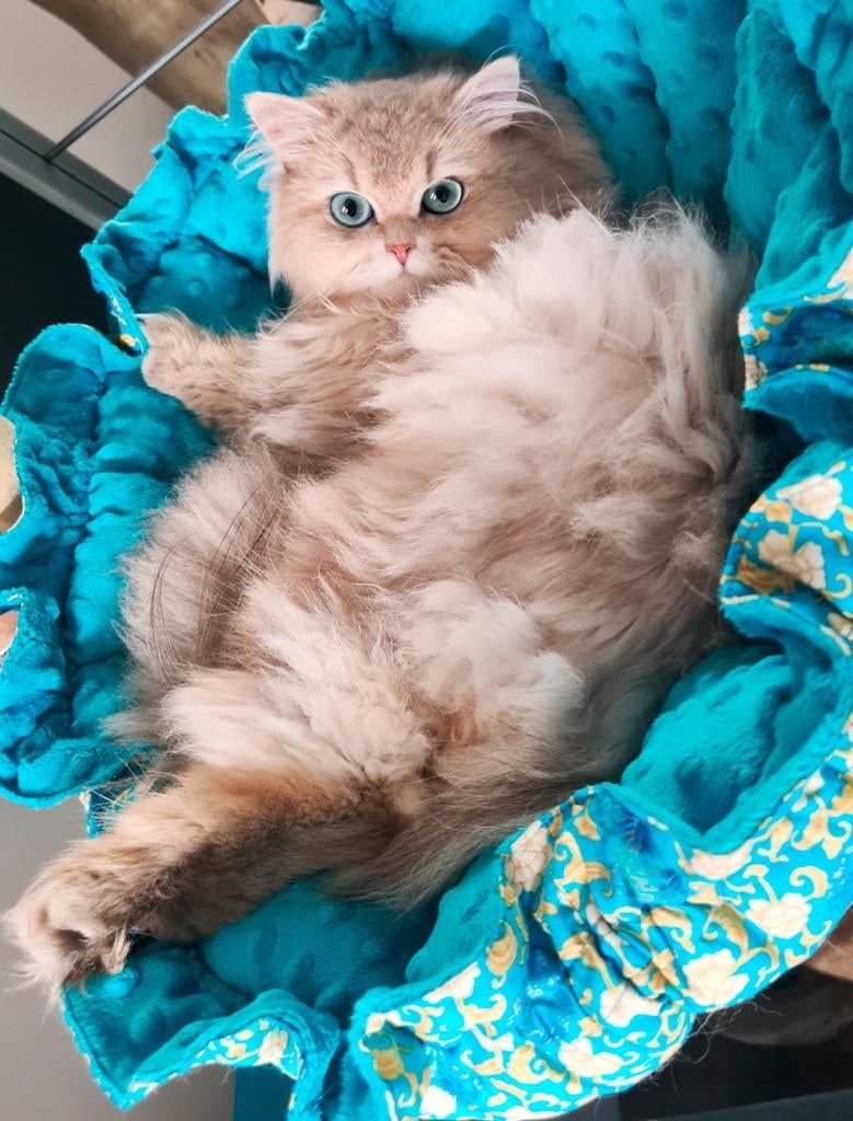 LIEFSTE Brits / britse langhaar dekkater met STAMBOOM, Dieren en Toebehoren, Katten en Kittens | Dekkaters