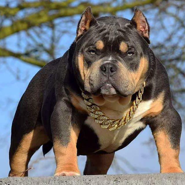 American bully exotic dekreu/open for stud, Reu, Eén hond, 3 tot 5 jaar, Nederland