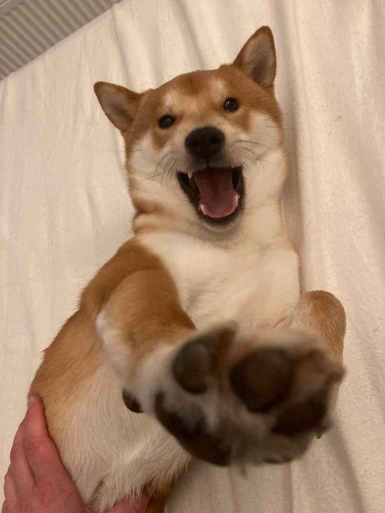 Shiba inu dekreu aangeboden, Dieren en Toebehoren, Reu, Parvo, Eén hond, 3 tot 5 jaar