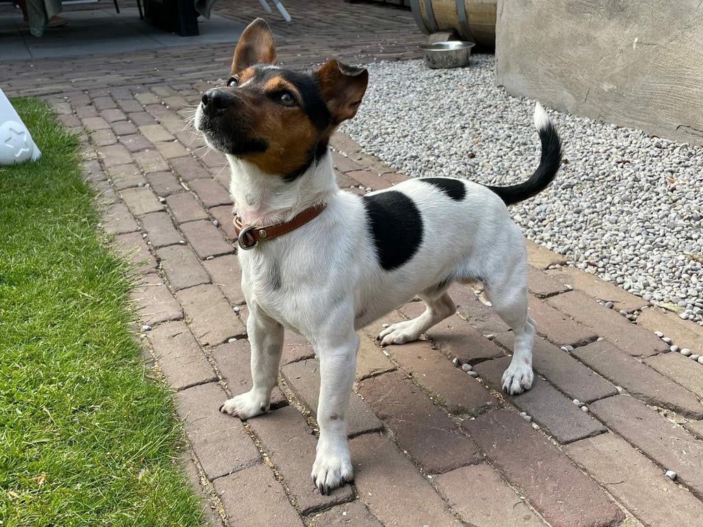 Ervaren Jack Russel dekreu, Dieren en Toebehoren, Honden | Dekreuen, Reu, 1 tot 2 jaar, Parvo, Eén hond