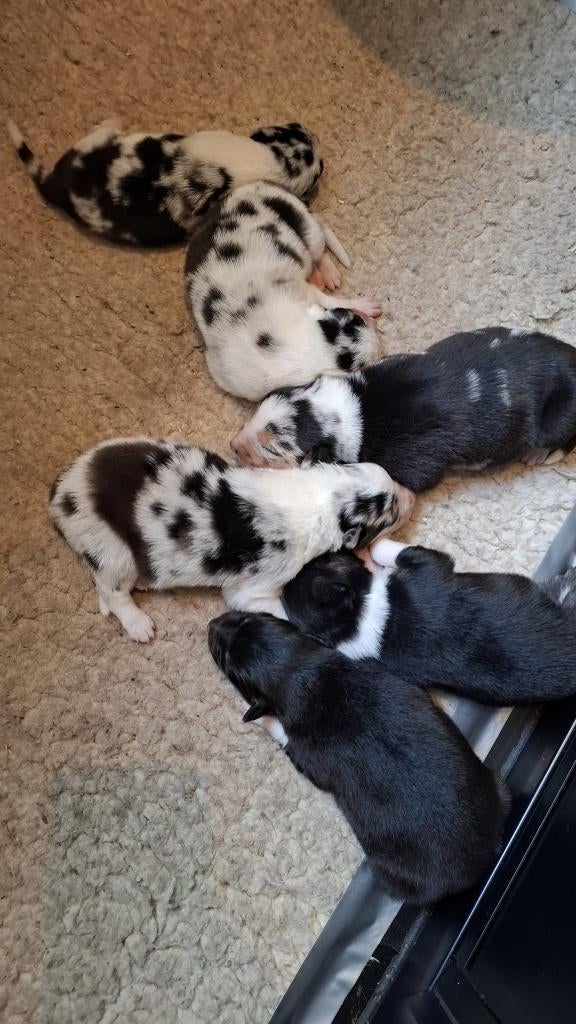 Border collie x australian shepherd pups, Dieren en Toebehoren, Honden | Herdershonden en Veedrijvers, Overige rassen, 8 tot 15 weken