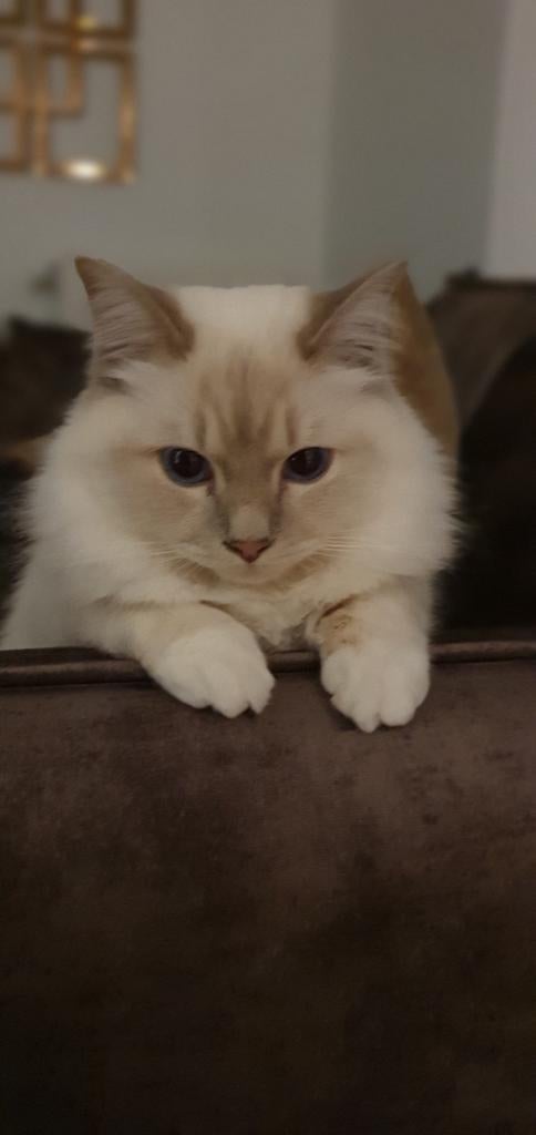 Dekkkater Heilige Birmaan (niet te koop), Dieren en Toebehoren, Katten en Kittens | Dekkaters